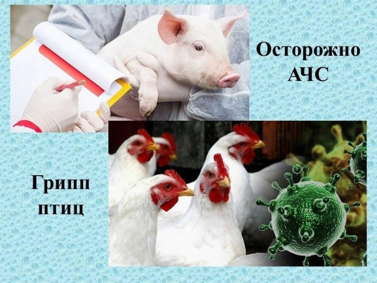 Объявлен месячник «Без АЧС и ВГП». Объявлен месячник «Без АЧС и ВГП».